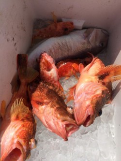 Blue.win 海人丸 釣果