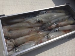 「LaGooN」蒼陽丸 日和号　 釣果