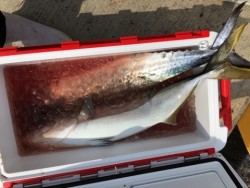 みやけ丸 釣果