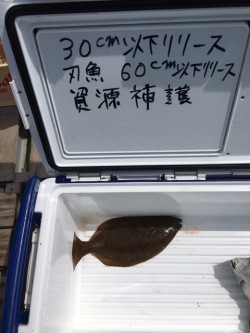 みやけ丸 釣果