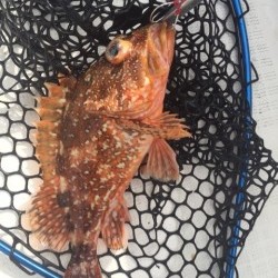 「LaGooN」蒼陽丸 日和号　 釣果