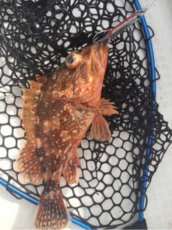 「LaGooN」蒼陽丸 日和号　 釣果