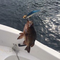 「LaGooN」蒼陽丸 日和号　 釣果
