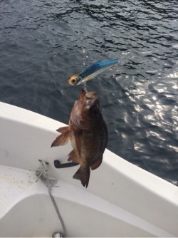 「LaGooN」蒼陽丸 日和号　 釣果