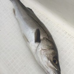 「LaGooN」蒼陽丸 日和号　 釣果