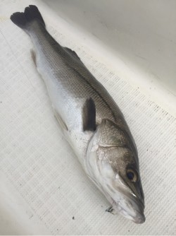 「LaGooN」蒼陽丸 日和号　 釣果