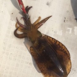 「LaGooN」蒼陽丸 日和号　 釣果