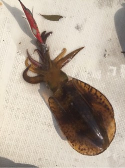 「LaGooN」蒼陽丸 日和号　 釣果