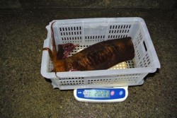 South Current 釣果