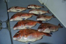 South Current 釣果