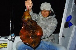 South Current 釣果