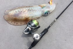 South Current 釣果