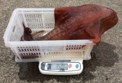 South Current 釣果