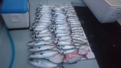 エムズジャーク(M’s JERK) 釣果