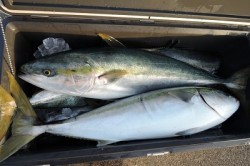 ワープゾーン 釣果