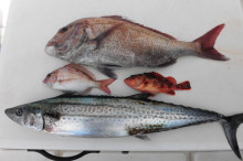 ＪＤＩ　Ｒａｃｉｎｇ　シールズマリンレジャ…