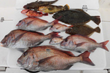 ＪＤＩ　Ｒａｃｉｎｇ　シールズマリンレジャ…