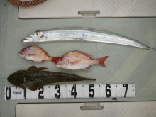 オーシャンスター(Ocean Star) …