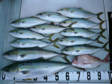 オーシャンスター(Ocean Star) …