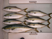 オーシャンスター(Ocean Star) …