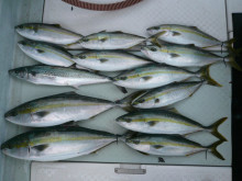 オーシャンスター(Ocean Star) …