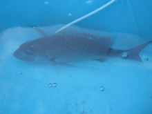 オーシャンスター(Ocean Star) …