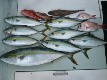 オーシャンスター(Ocean Star) 釣果