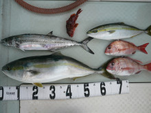 オーシャンスター(Ocean Star) …