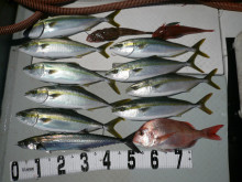 オーシャンスター(Ocean Star) …