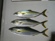 オーシャンスター(Ocean Star) …