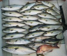 オーシャンスター(Ocean Star) …