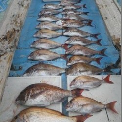 からこと丸 釣果