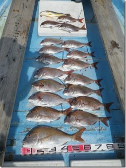 からこと丸 釣果