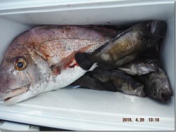 からこと丸 釣果