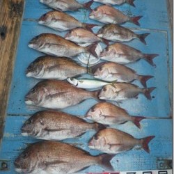 からこと丸 釣果