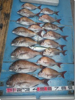 からこと丸 釣果