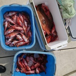 リトルワン 釣果