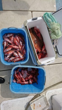 リトルワン 釣果