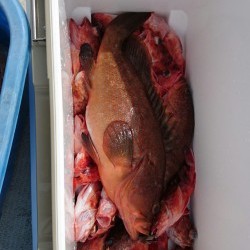 リトルワン 釣果