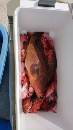 リトルワン 釣果