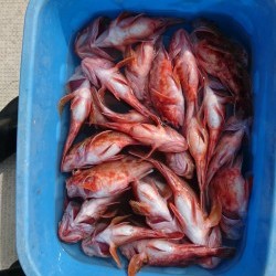 リトルワン 釣果