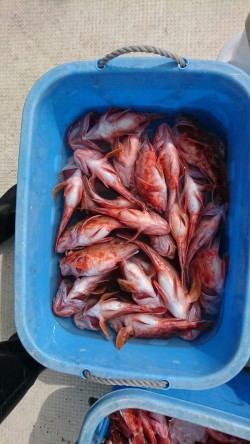 リトルワン 釣果