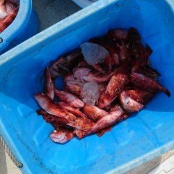 リトルワン 釣果