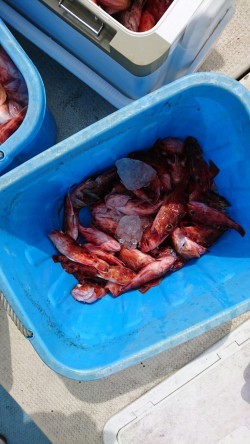 リトルワン 釣果