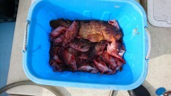 リトルワン 釣果