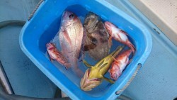 リトルワン 釣果