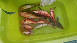 リトルワン 釣果