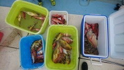 リトルワン 釣果