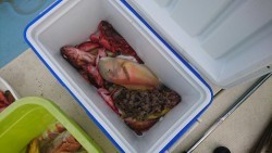 リトルワン 釣果