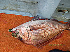 遊漁船 未紗奈 釣果